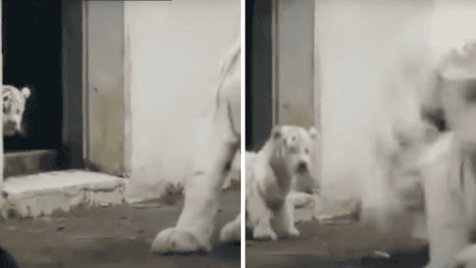 Adorable White Tiger Cub Scares Its Mom