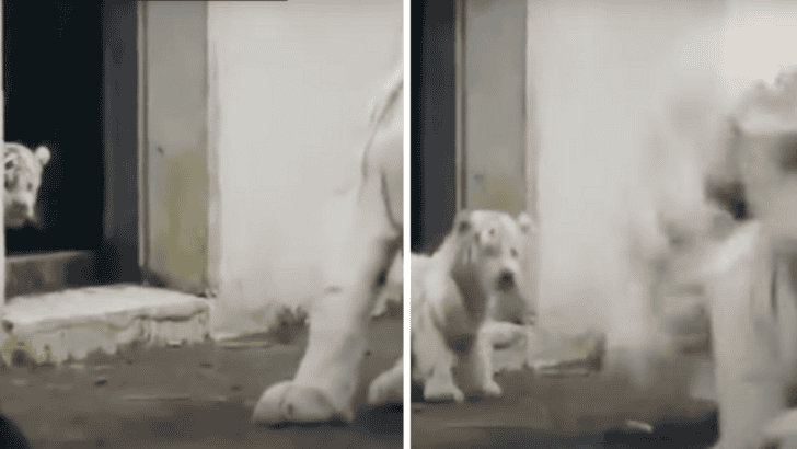 Adorable White Tiger Cub Scares Its Mom