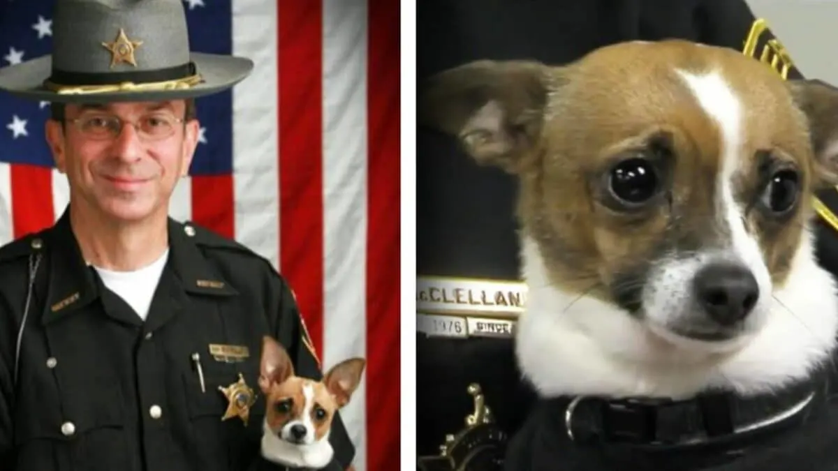 chihuahua police dog dies of heartbreak