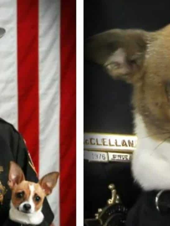 Chihuahua Police Dog Dies of Heartbreak on the Same Day as Its Partner In Crime