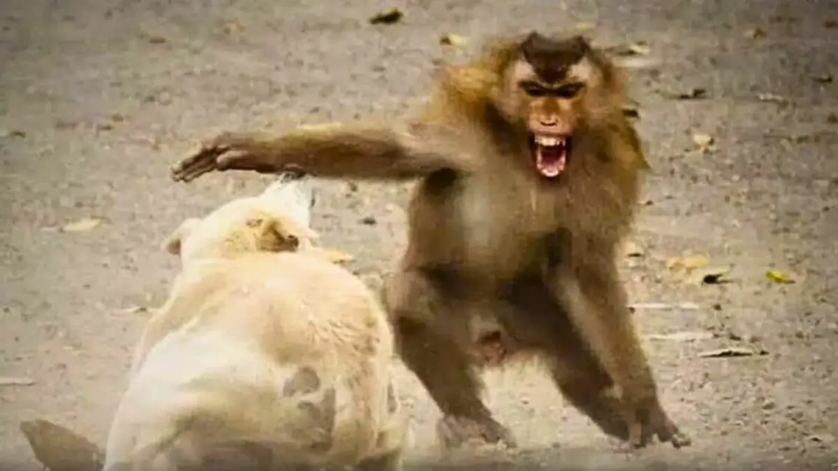 aggressive monkeys arrested