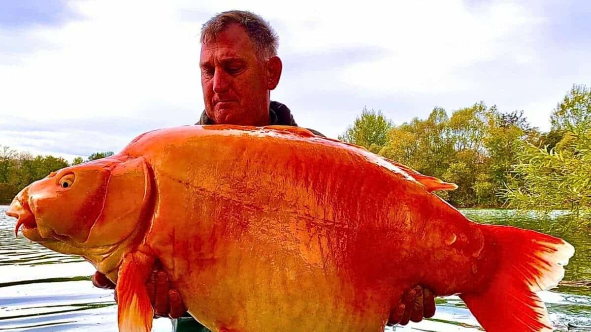 fisherman catches 67 pound goldfish 