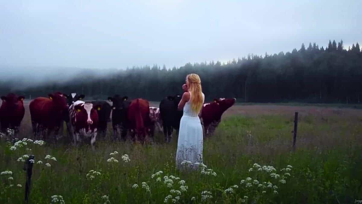 cows respond to ancient viking song