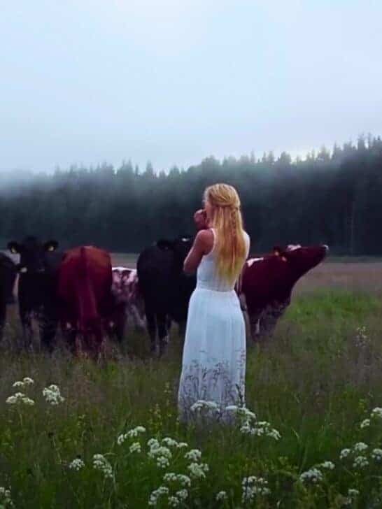Cows Respond To Swedish Woman&rsquo;s Ancient Viking Song