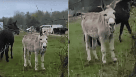 Donkey Laughs at Dog Getting Shocked
