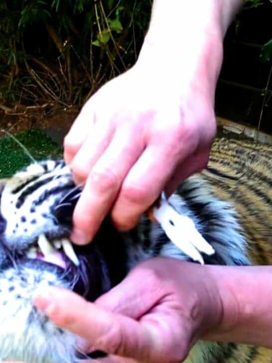 Watch the Chilling Moment a Man Pulls Out a Tiger&rsquo;s Tooth