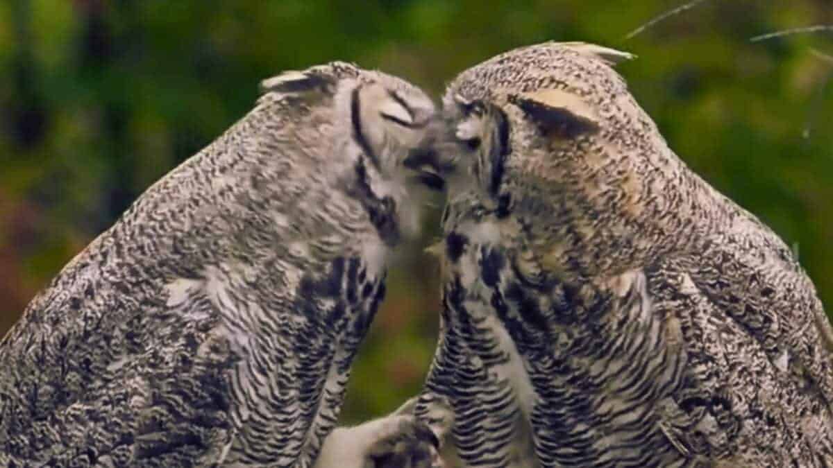 literal love birds