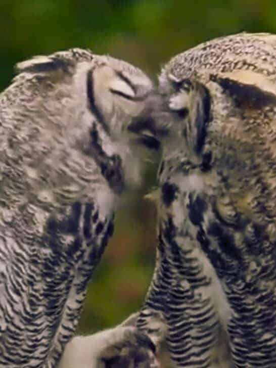 These Literal Love Birds Have a Make-Out Session
