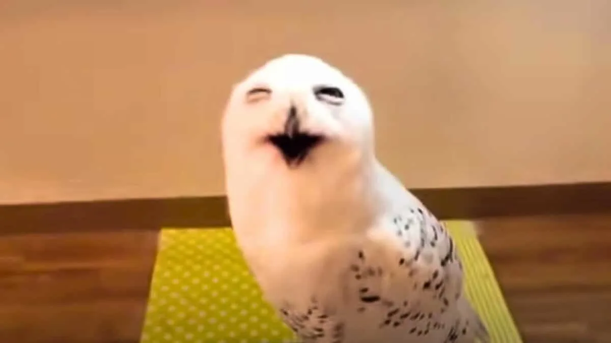 owl giving stink eye