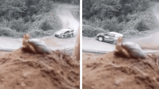 This Snail Has Good Taste In Racecars, Meet The  Real-Life Turbo