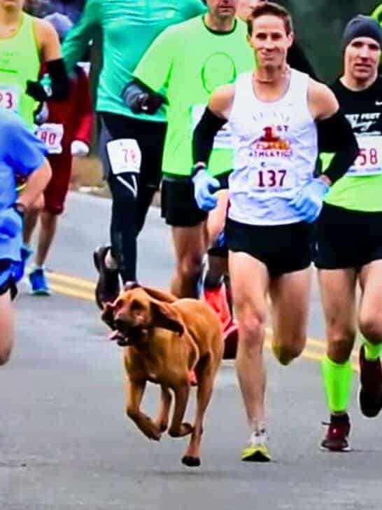 Dog Accidentally Joins Marathon in Alabama and Finishes 7th