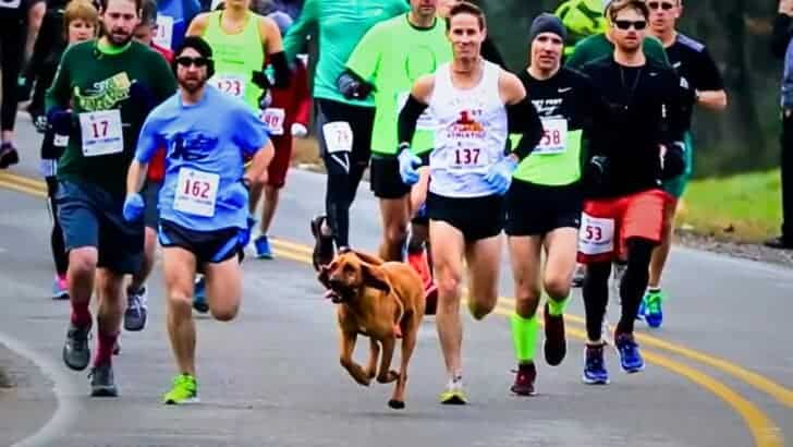 Dog Accidentally Joins Marathon in Alabama and Finishes 7th