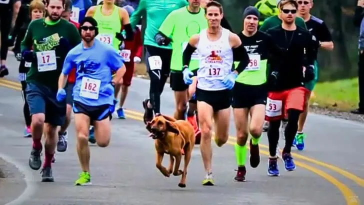 Dog Accidentally Joins Marathon in Alabama and Finishes 7th