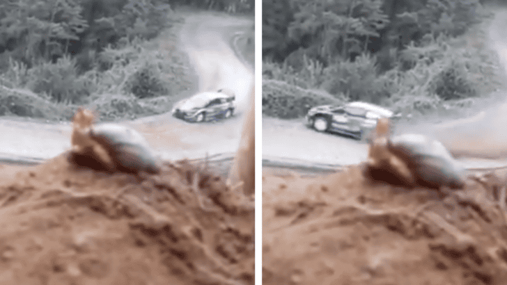 This Snail Has Good Taste In Racecars, Meet The  Real-Life Turbo
