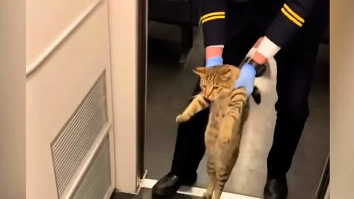 cat arrested not having ticket
