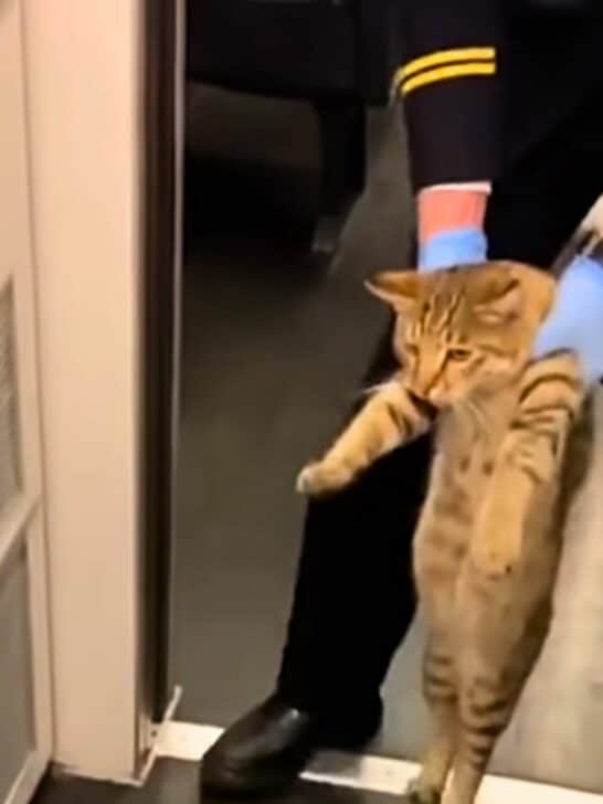 Sneaky Cat Arrested For Not Having a Train Ticket