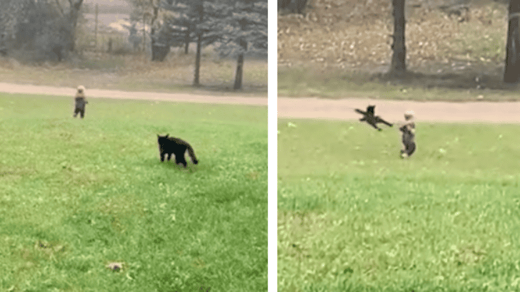 Cat Takes Its Job Too Seriously