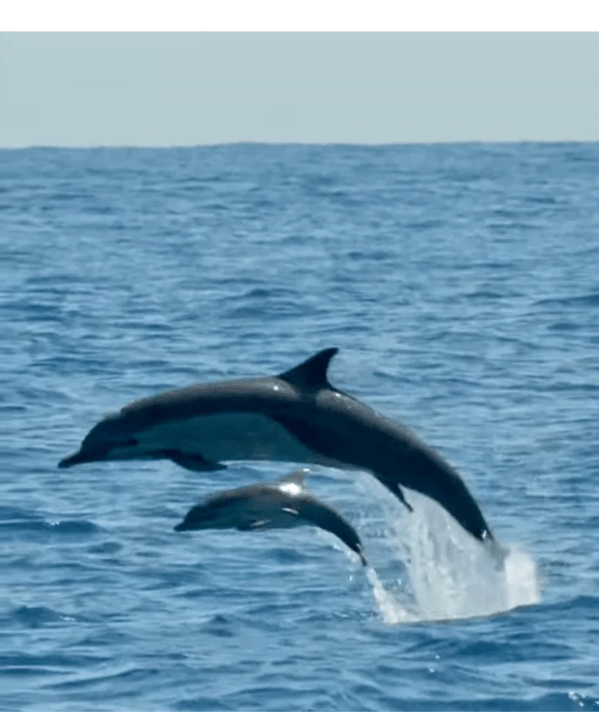 Baby dolphin jumping with mom