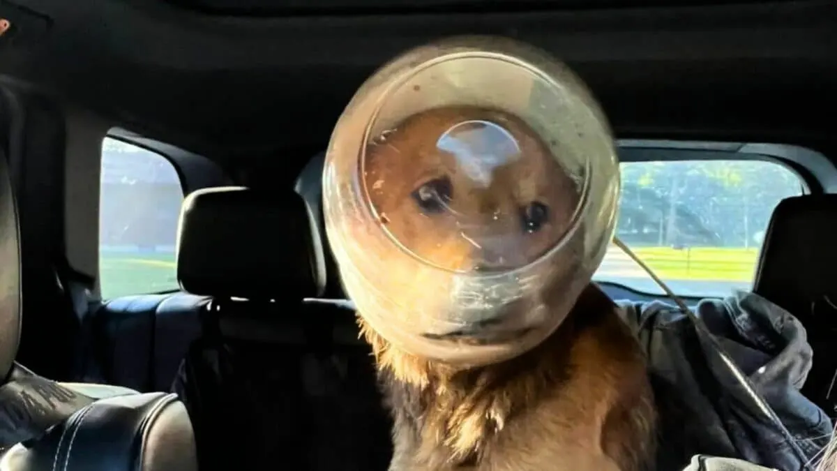 german shepherd stuck in cheese ball container