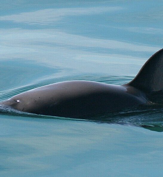 Rare Marine Mammal, the Vaquita, on the Brink of Extinction