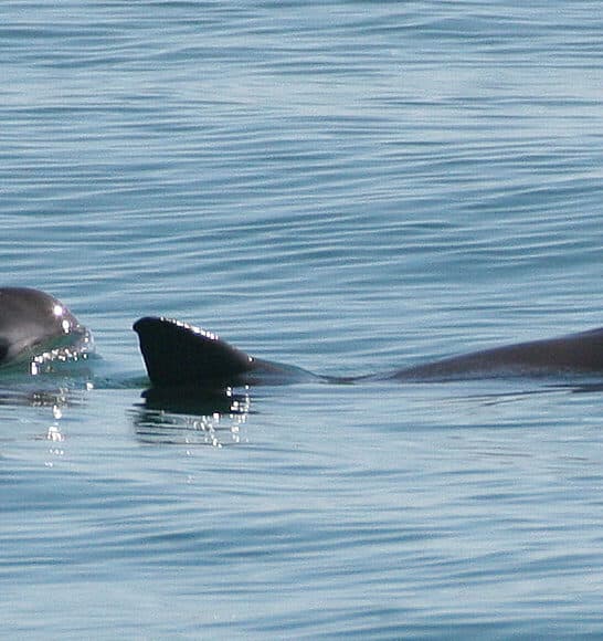 Extinction Alert: A Call to Save the Vaquitas