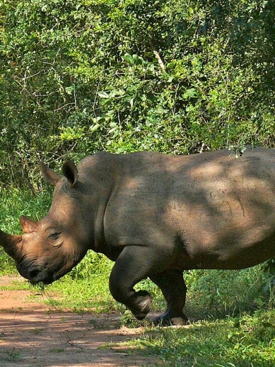 Rhino Rewilding: Saving South Africa’s White Rhinos from Extinction