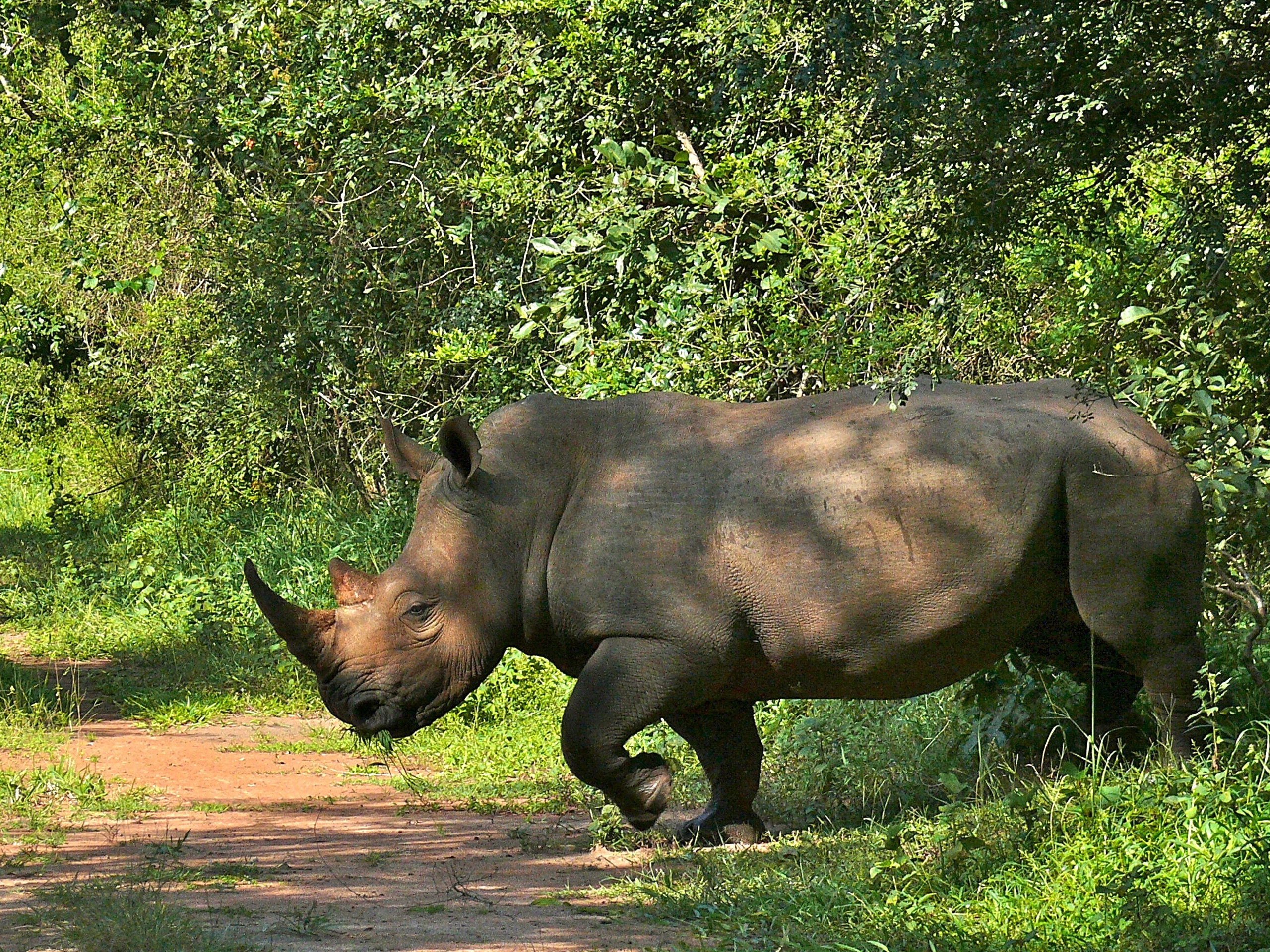 white rhino