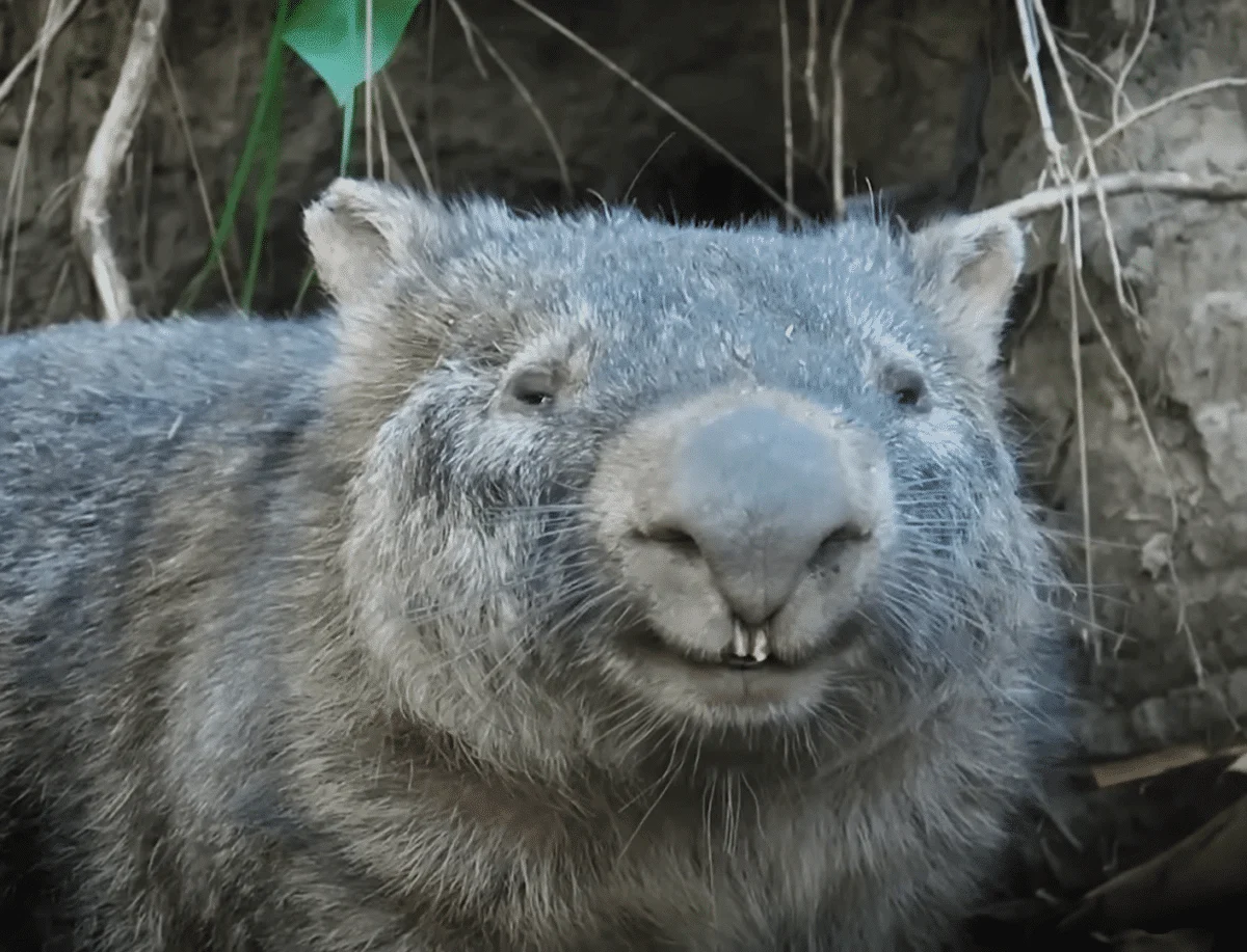 Wombat smiling