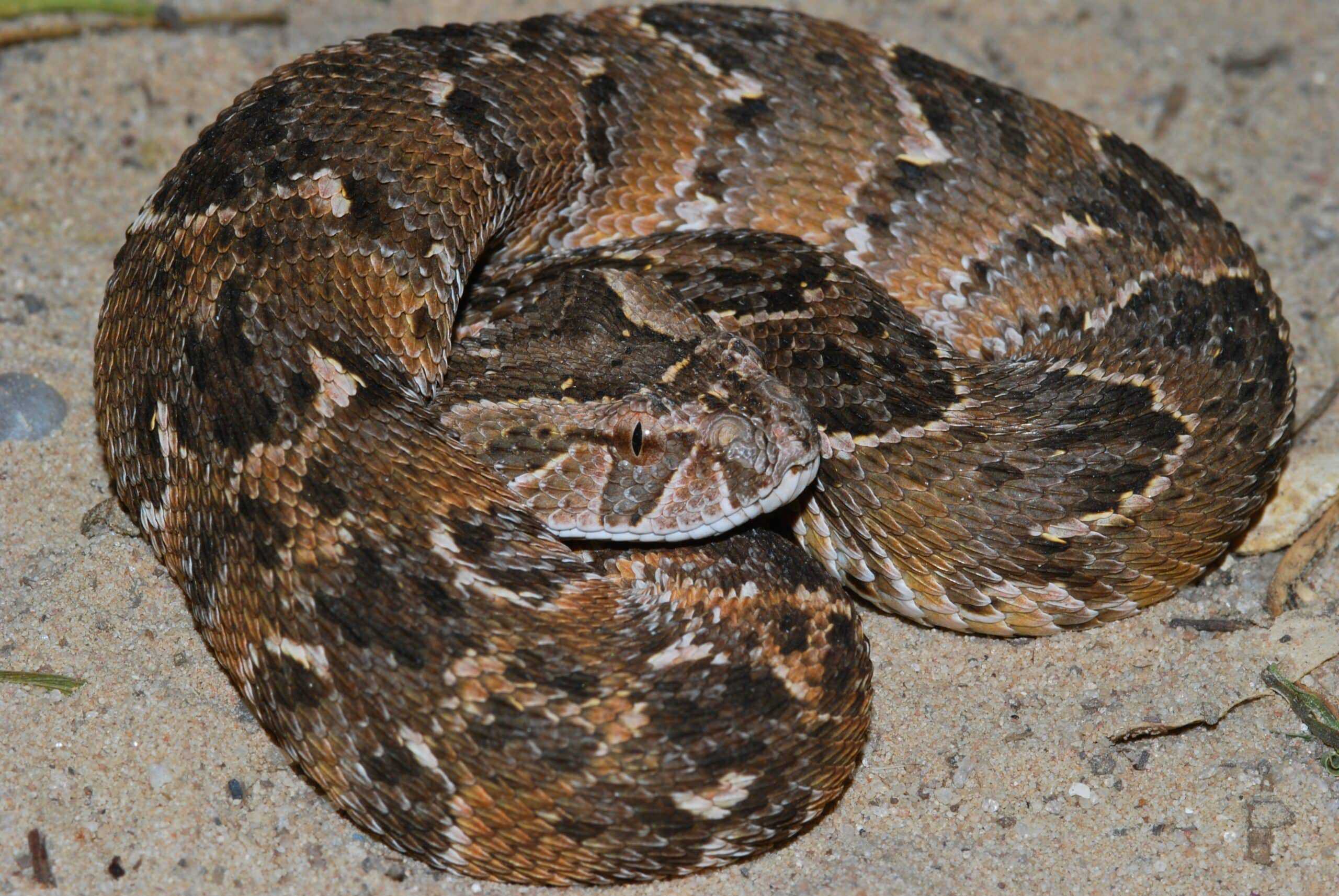 puff adder