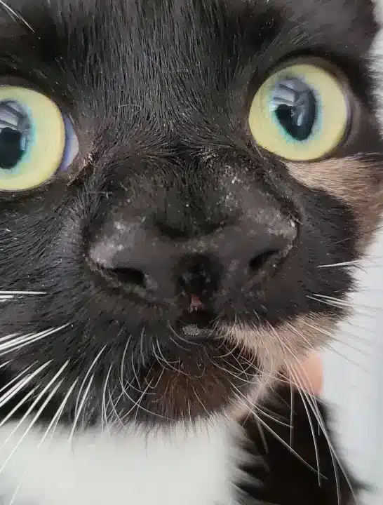 Two-nosed Cat Put Up for Adoption