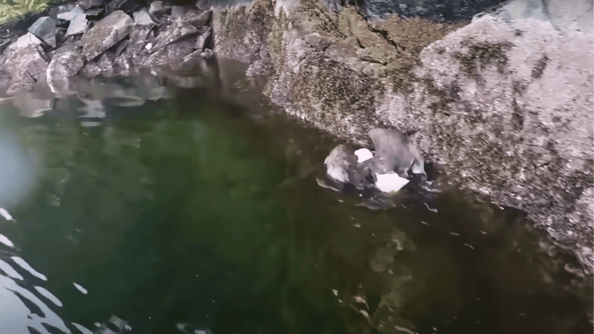 bald eagle gets rescued by kind human
