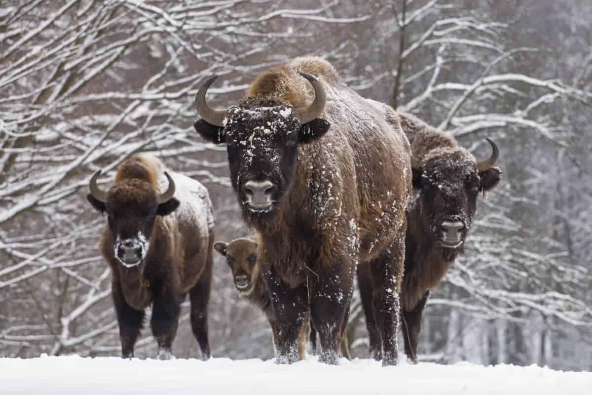 Bisons family in winter day in the snow