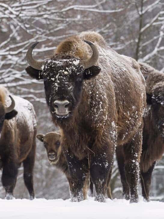 Top 10 Animals in Yellowstone National Park