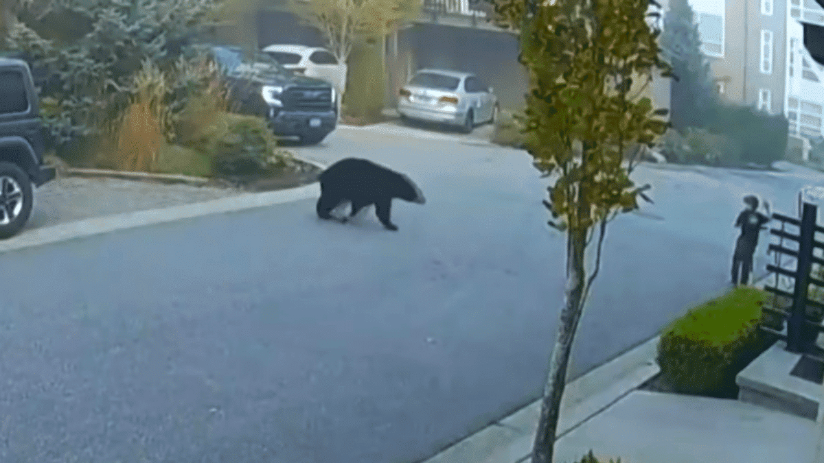 black bear