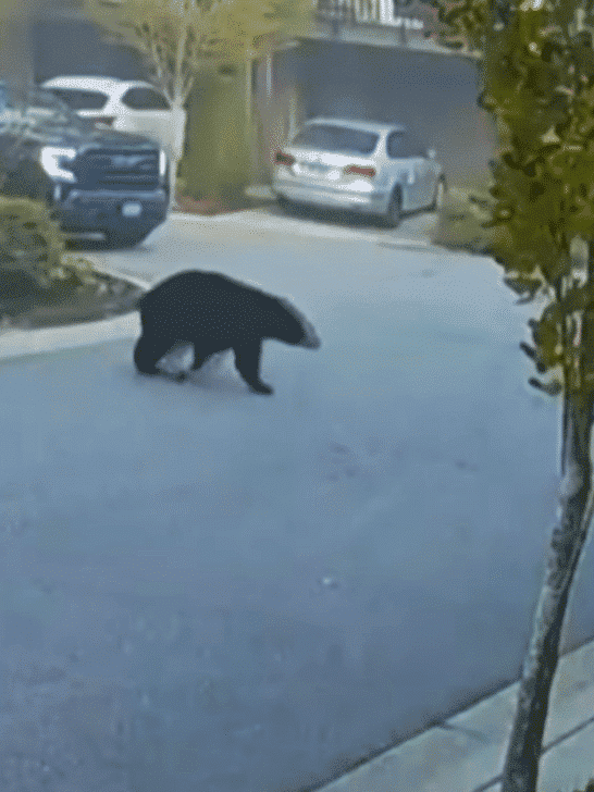 7-Year-Old Stares Down Massive Bear