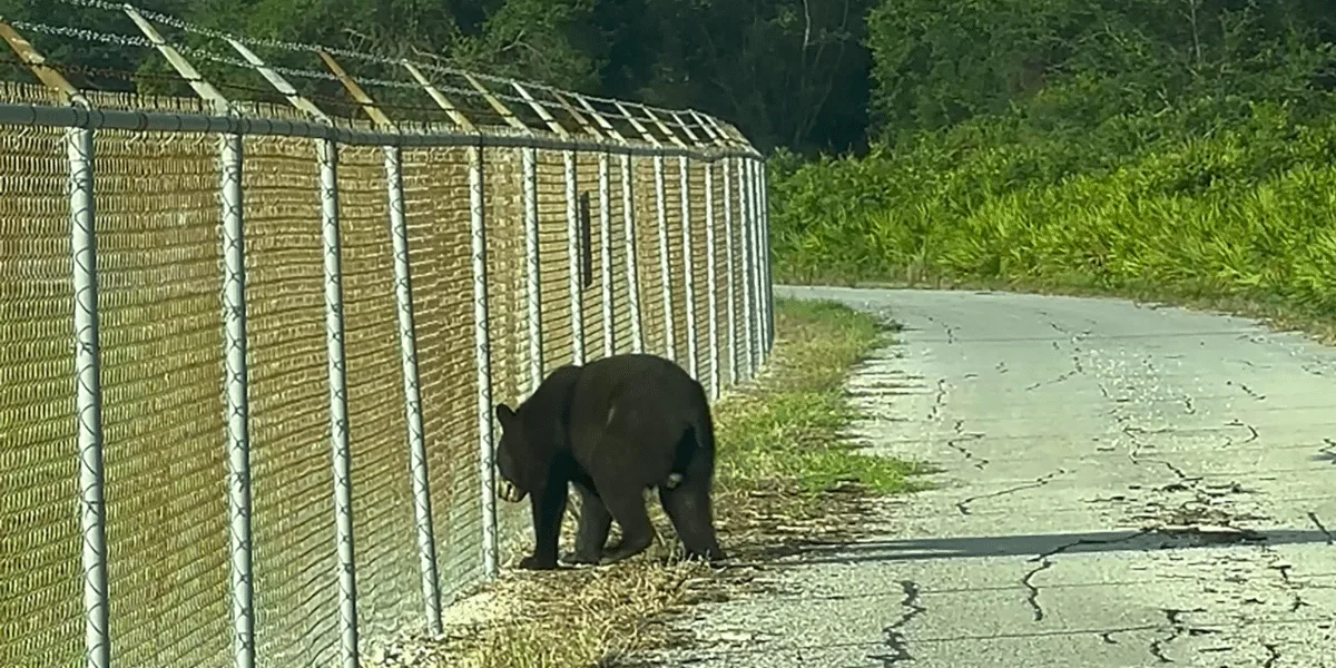 Bear Captured Tampa International Airport 