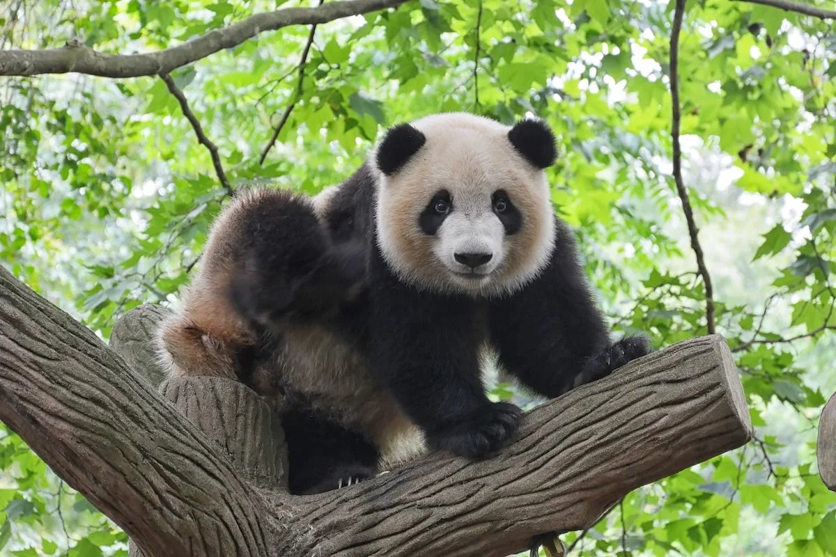 panda endangered