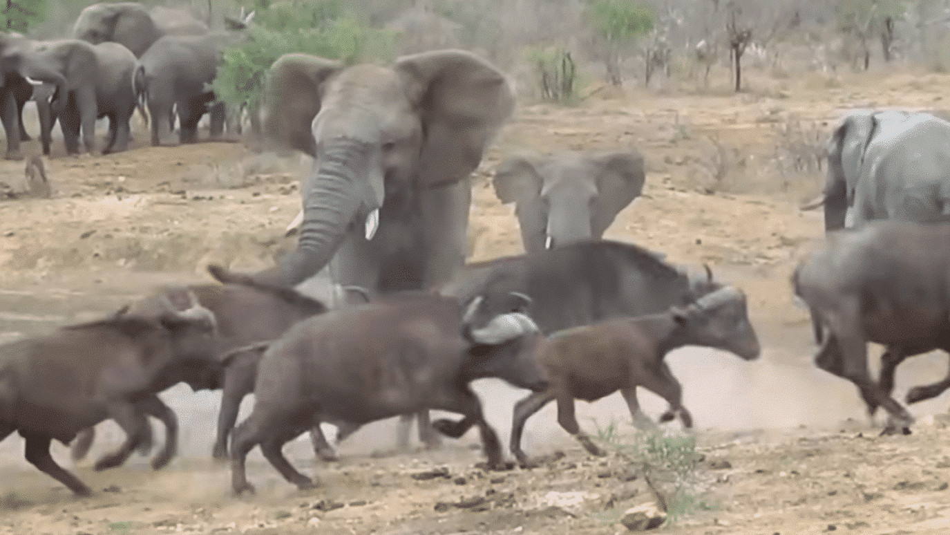 Elephant chases away buffalo