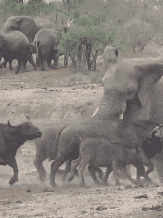 An Elephant Bull Asserts Dominance Over a Buffalo Herd