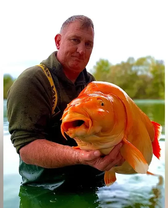 Fisherman Catches 67-Pound Goldfish Called Carrot