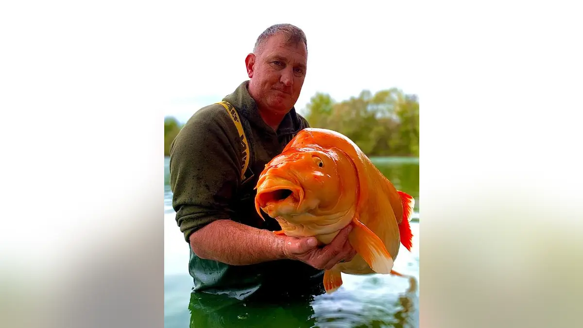 67 pound goldfish