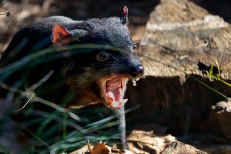 13 Wild Animals That Only Come Out at Night