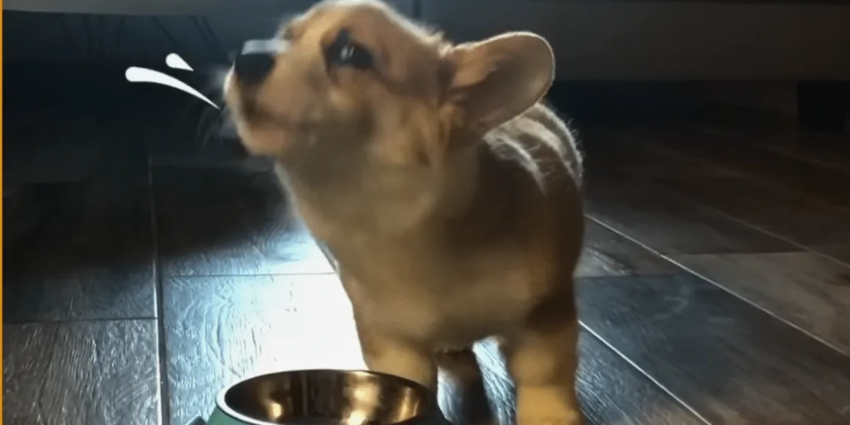 corgi dog loves singing
