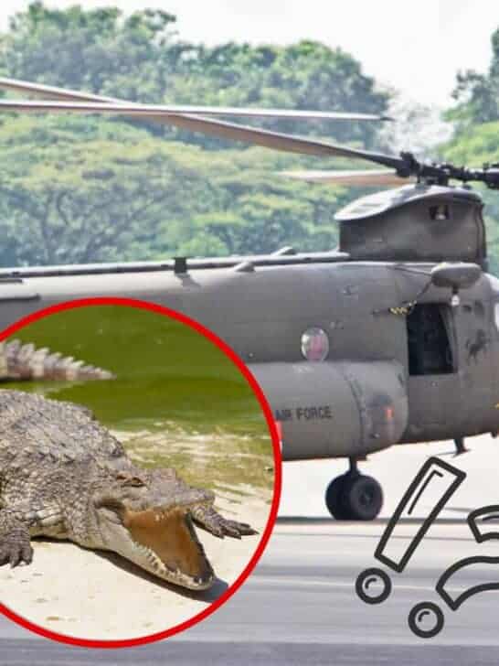 The Unexpected Truth About Crocodile Love Chaos