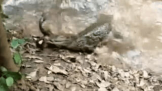 crocodile snatches electric eel