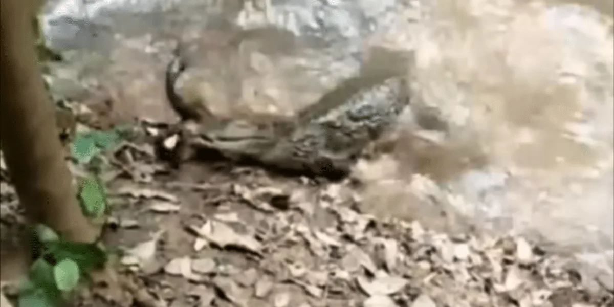 crocodile snatches electric eel
