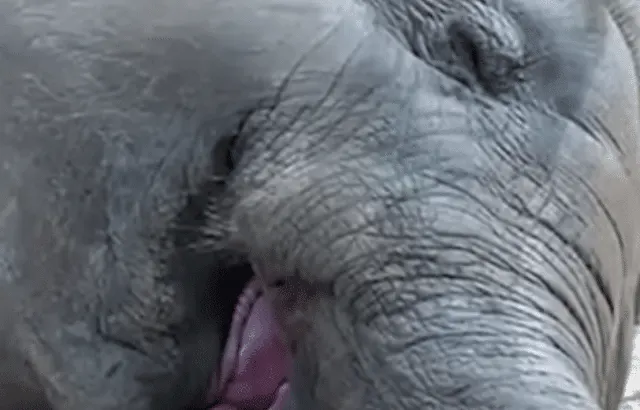 Watch: Snoring Elephant