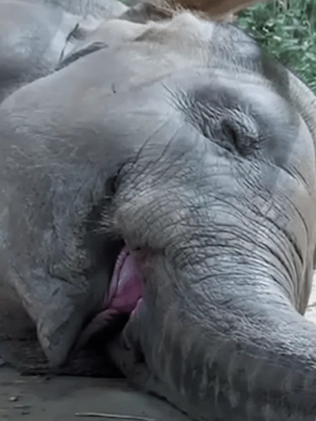 snoring elephant