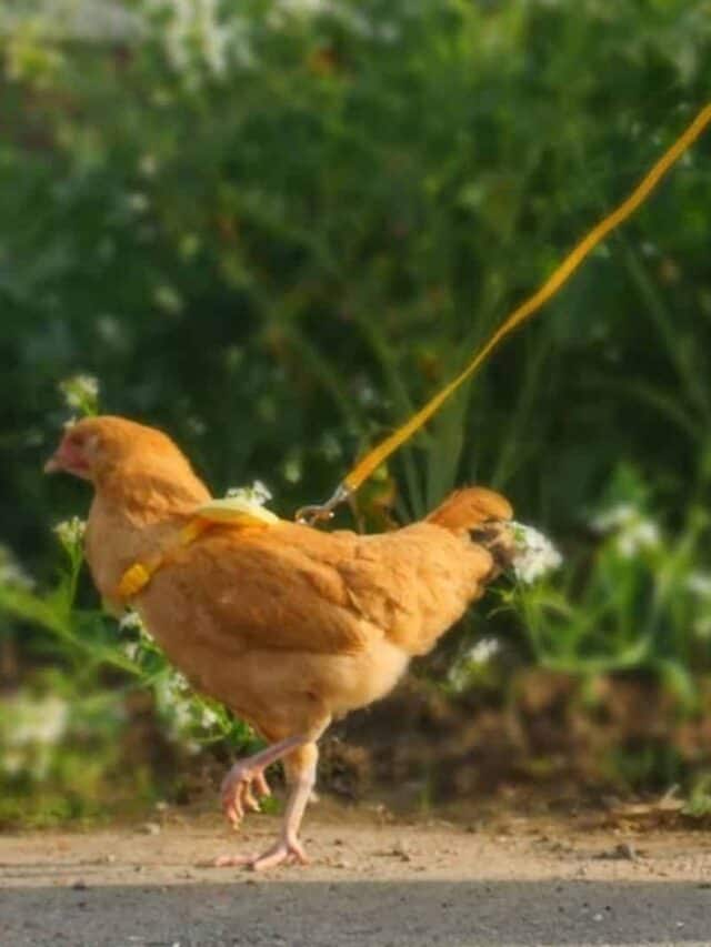 How to Teach Your Chicken to Walk on a Leash