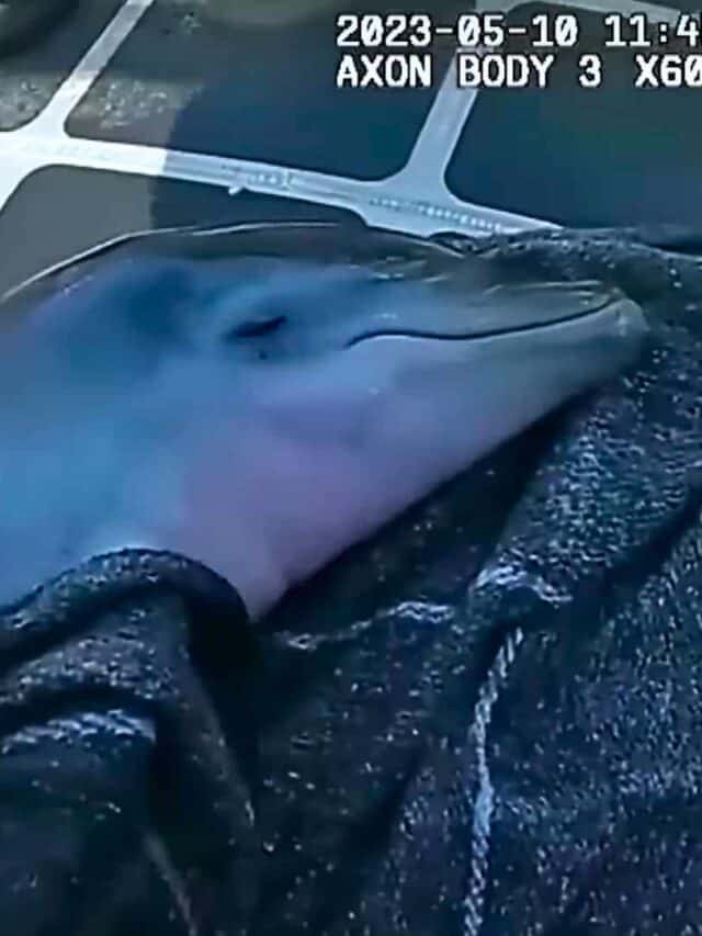 sheriff saves baby dolphin